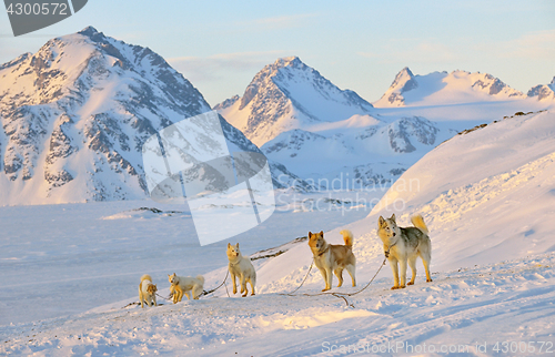 Image of Dog sledging  in cold snowy winter