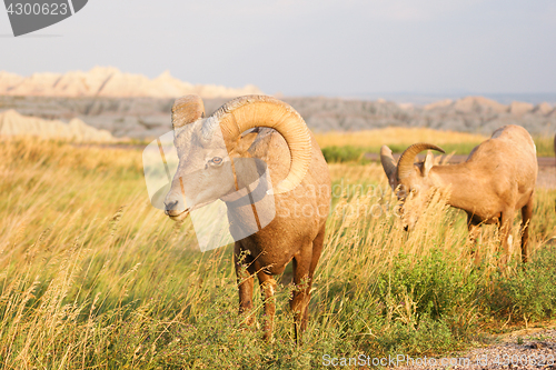 Image of Wild Animal High Desert Bighorn Sheep Male Ram