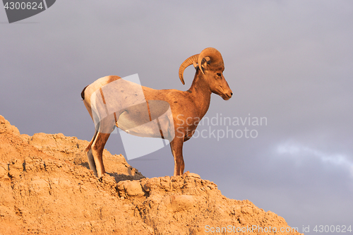 Image of Wild Animal High Desert Bighorn Sheep Male Ram