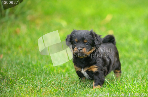 Image of Cute pekingese puppy dog