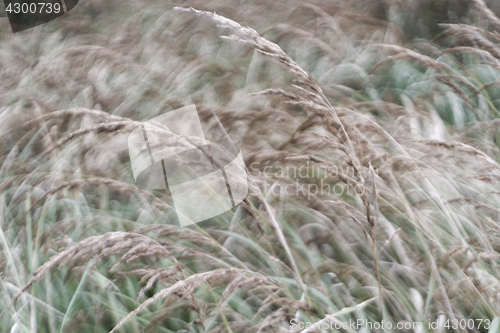 Image of Tall grass in wind