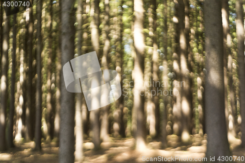 Image of Forest in summer