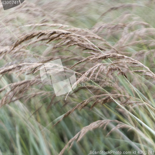 Image of Tall grass in wind