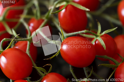 Image of Red cherry tomatoes