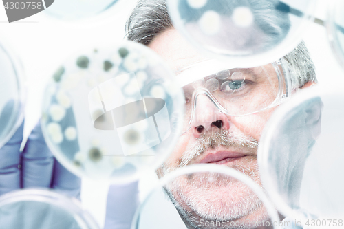 Image of Senior life science researcher grafting bacteria.