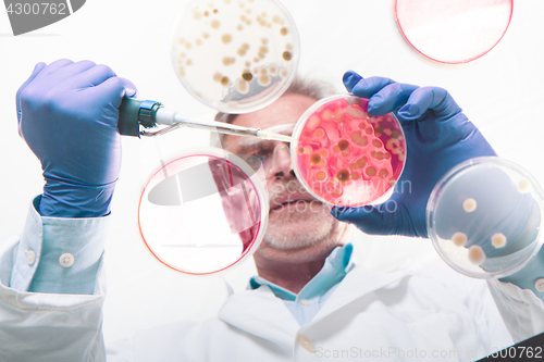 Image of Senior life science researcher grafting bacteria.