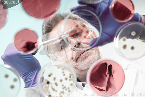 Image of Senior life science researcher grafting bacteria.