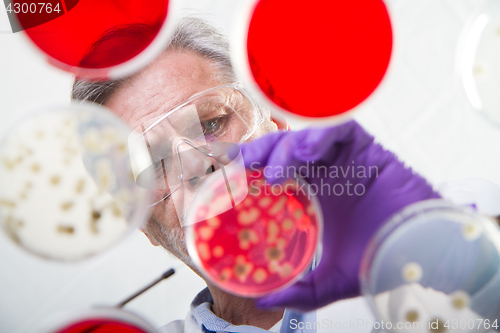 Image of Senior life science researcher grafting bacteria.