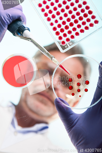 Image of Senior life science researcher grafting bacteria.