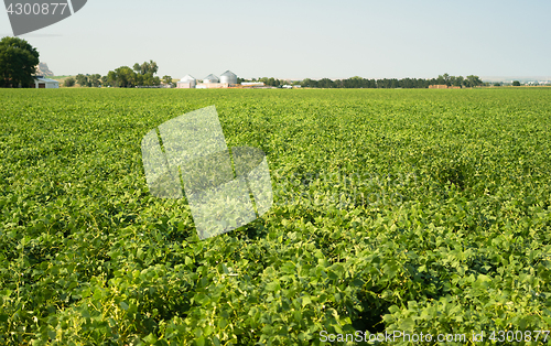 Image of Field of Beans Farm Agriculture Farmer Field Growth