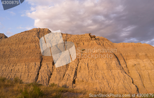 Image of Wild Animal High Desert Bighorn Sheep Male Ram Badlands Dakota