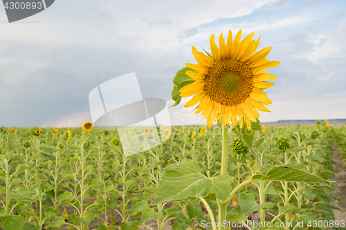 Image of Sunflower Farm Field Agriculture Blue Sky Rural Scene