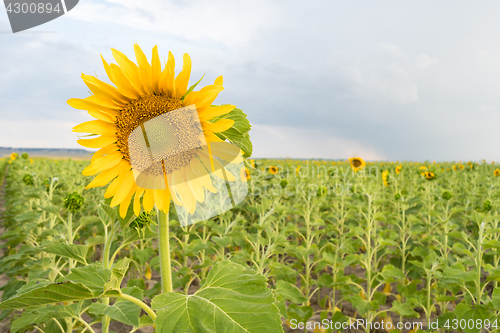 Image of Sunflower Farm Field Agriculture Blue Sky Rural Scene