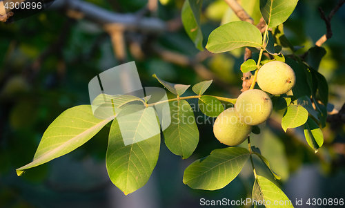 Image of Lime Orchard Tart Fruit Covered in Pestisides