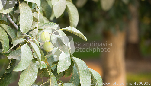 Image of Lime Orchard Tart Fruit Covered in Pestisides