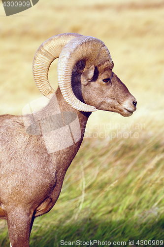 Image of Wild Animal High Desert Bighorn Sheep Male Ram