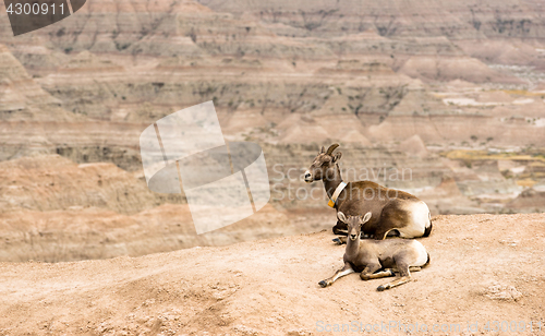 Image of Bighorn Sheep Mother and Calf GPS Tracking Collar Badlands