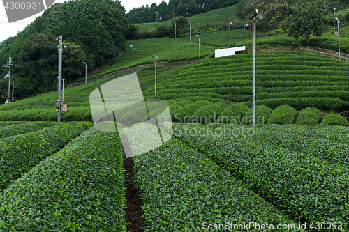 Image of Green tea plant