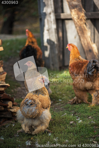 Image of Chicken walking in the yard