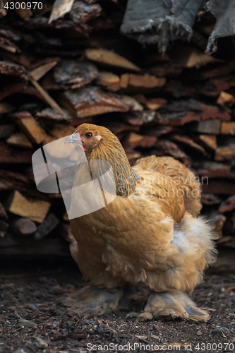Image of Chicken walking in the yard