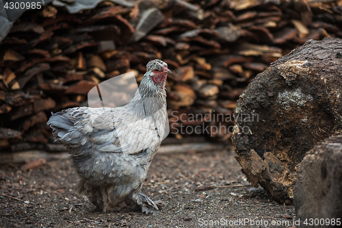 Image of Chicken walking in the yard