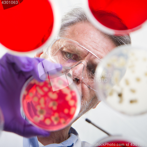 Image of Senior life science researcher grafting bacteria.