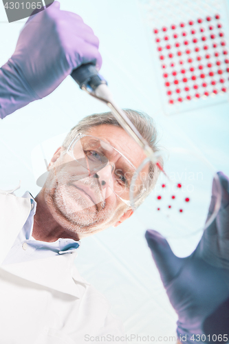 Image of Senior life science researcher grafting bacteria.