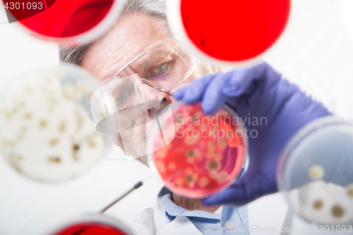 Image of Senior life science researcher grafting bacteria.