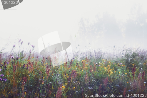 Image of Misty Morning In The Meadow