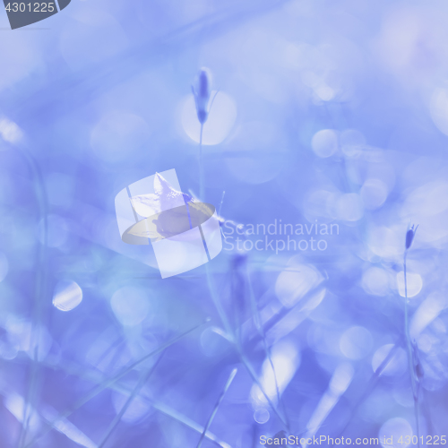 Image of Bell Flower Light Background