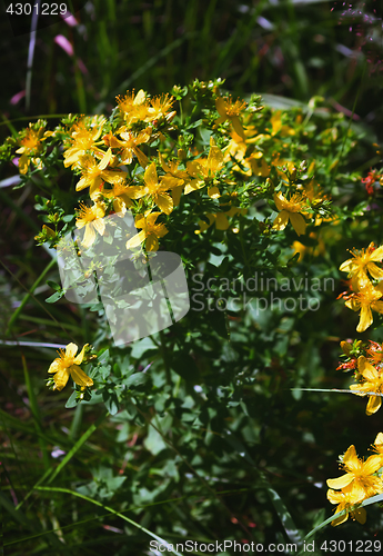 Image of Saint John\'s Wort