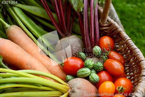 Image of Freshly harvested vegetables from the allotment in a basket