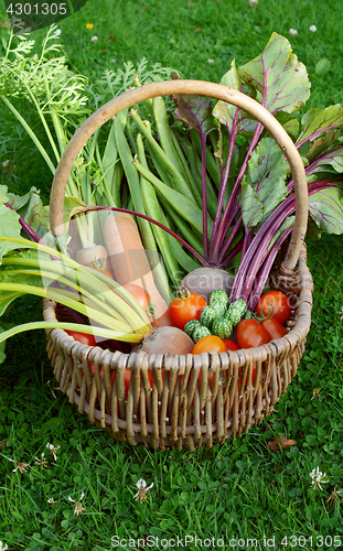 Image of Wicker basket with a selection of allotment vegetables
