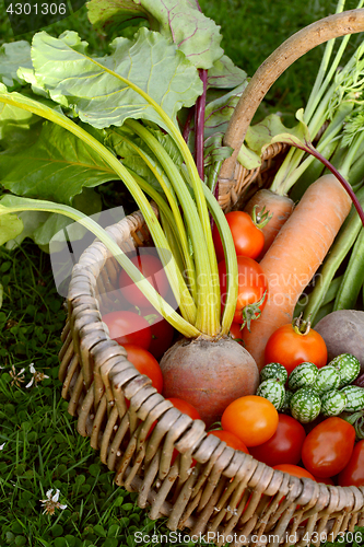 Image of Woven basket with fresh produce from a vegetable garden