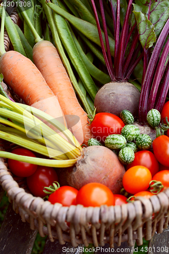 Image of Fresh produce from a vegetable garden gathered in a basket 