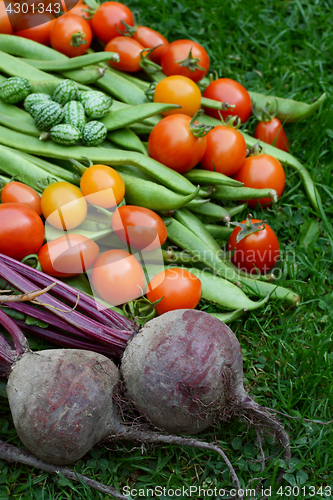 Image of Purple beetroot with tomatoes, runner beans and cucamelons