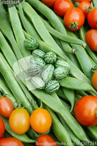 Image of Green cucamelons and red tomatoes on runner beans