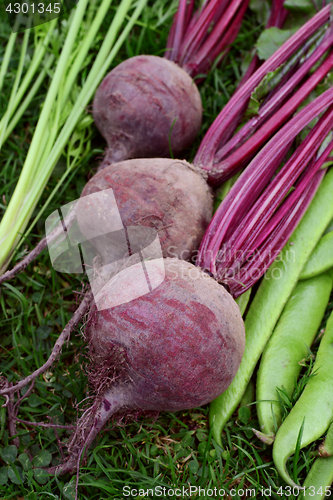 Image of Three purple beetroot 