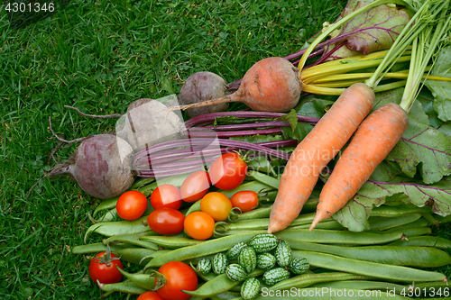 Image of Vegetables fresh from the garden on the lawn