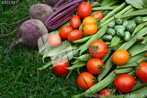 Image of Harvested vegetables from the allotment 