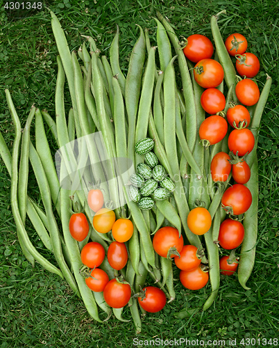 Image of Fresh green runner beans with tomatoes and cucamelons 