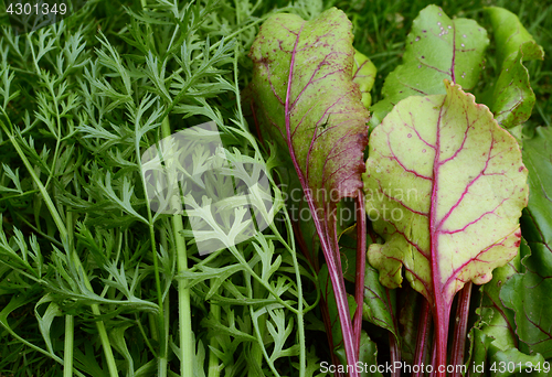 Image of Carrot and beetroot leaves