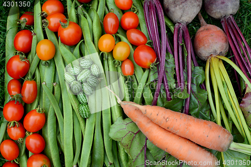 Image of Vegetables freshly gathered from the allotment