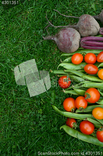 Image of Line of fresh vegetables on green grass