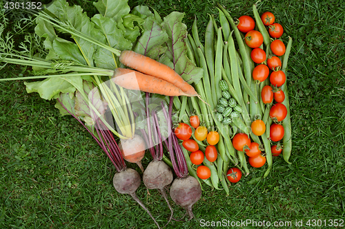 Image of Selection of fresh produce from vegetable garden