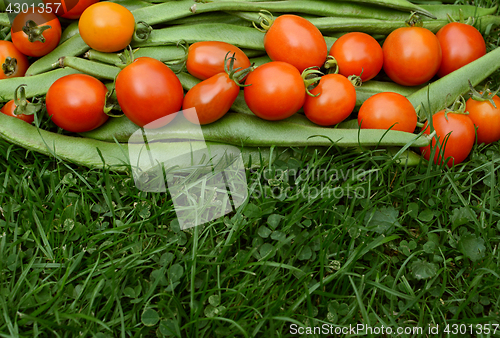 Image of Row of red tomatoes on runner beans