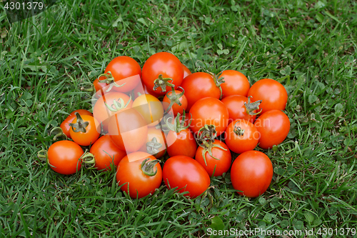 Image of Pile of red and orange ripe tomatoes