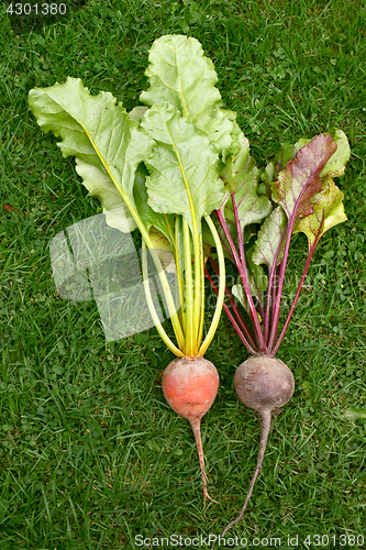 Image of Orange and red beetroot