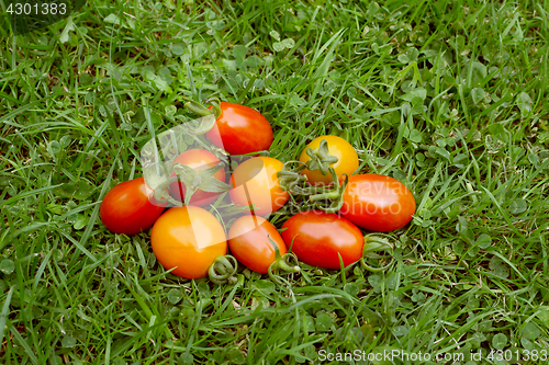 Image of Handful of rainbow cherry plum tomatoes 