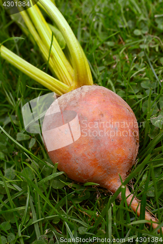 Image of Rainbow beetroot with orange flesh